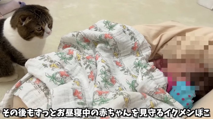 寝ている赤ちゃんを見る猫