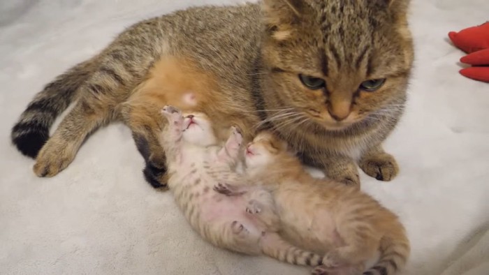 母猫と2匹の子猫
