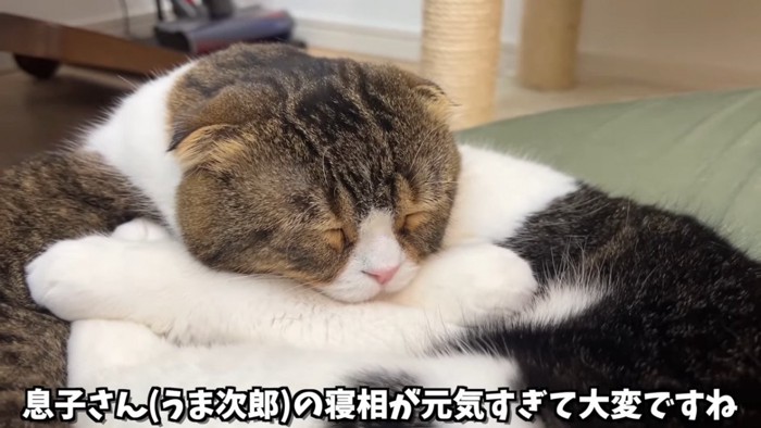 寝ている猫の顔