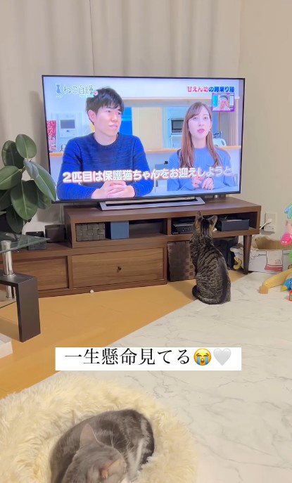 テレビを夢中で見つめるイヴくんを見守るノアちゃん