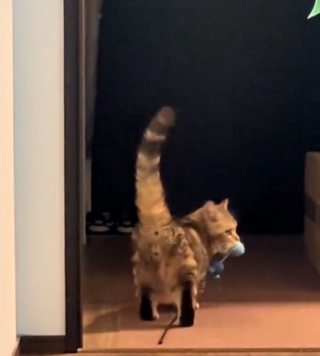 横を向く猫