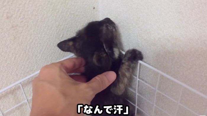 捕まる猫