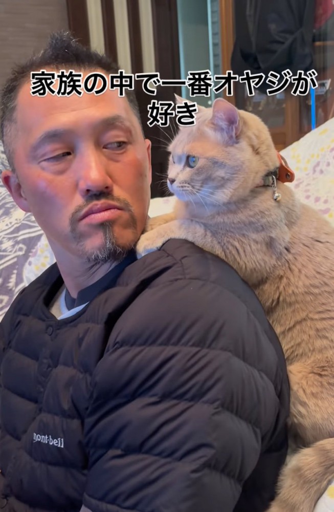 目の前を見つめる猫