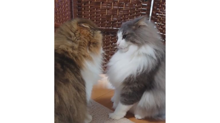 喧嘩している猫