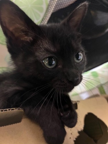黒猫の顔