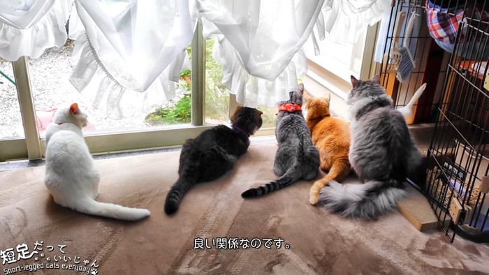 窓から外を見る猫たち