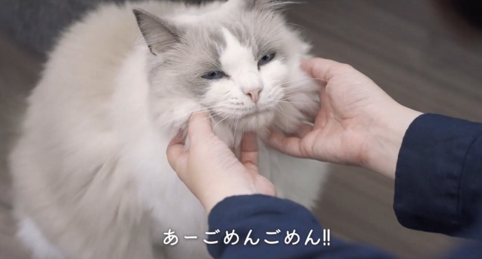 両手で撫でられている猫