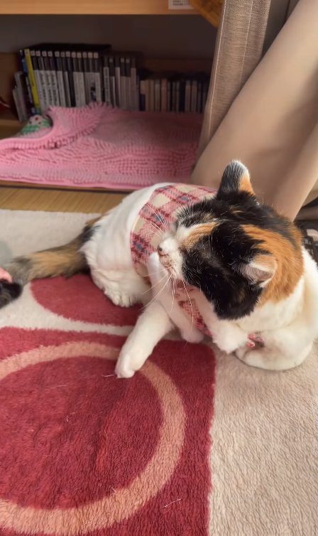 香箱座りで威嚇している猫