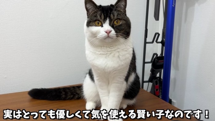 おすわりする猫