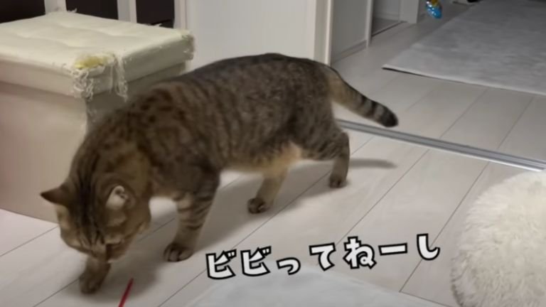 室内にいる猫