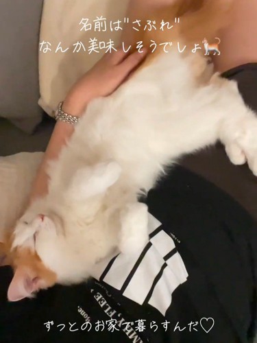 人と一緒に寝ている猫