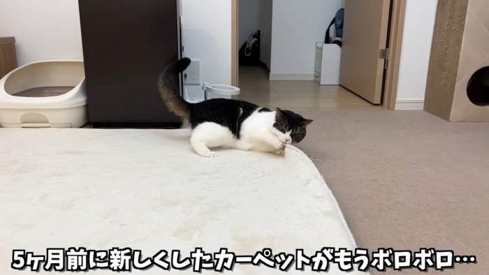 カーペットで遊ぶ猫