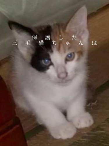 座っている子猫