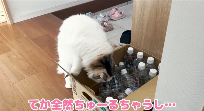 段ボールを覗き込む猫