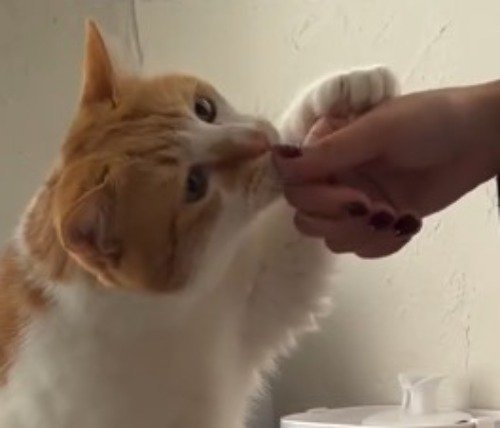 前足を使って飼い主の手を引き寄せる猫