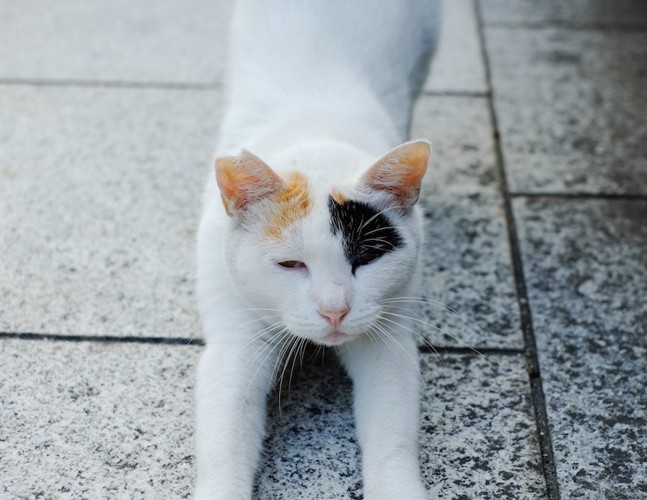 伸びをしながら近づく猫