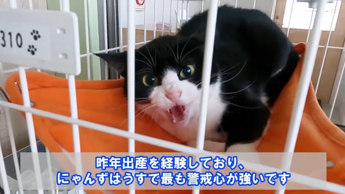 ケージの中で威嚇する猫