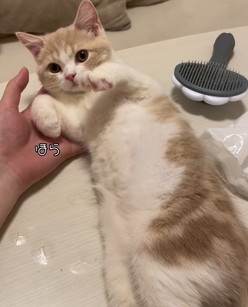 飼い主を誘う猫