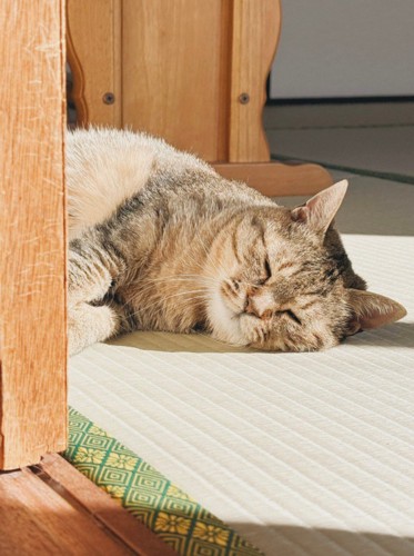 日向ぼっこする猫