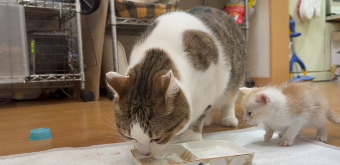 成猫が皿から食べている