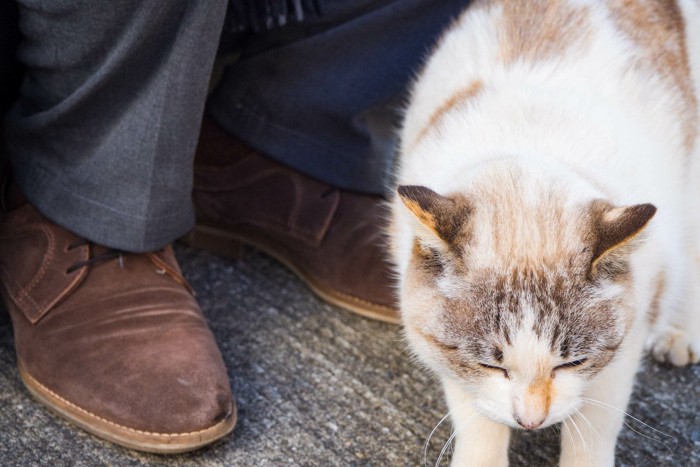 足元で甘える猫