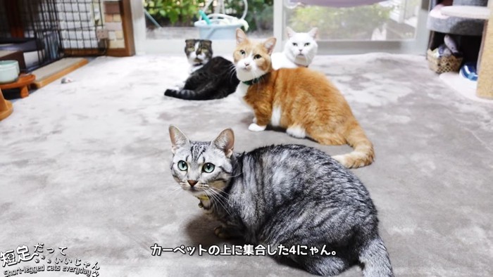 振り向く4匹の猫