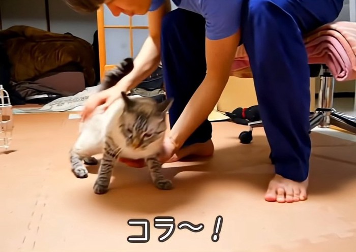 飼い主につかまった猫
