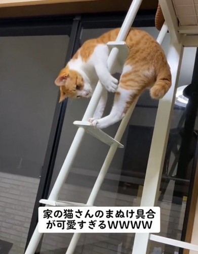 戸惑う猫