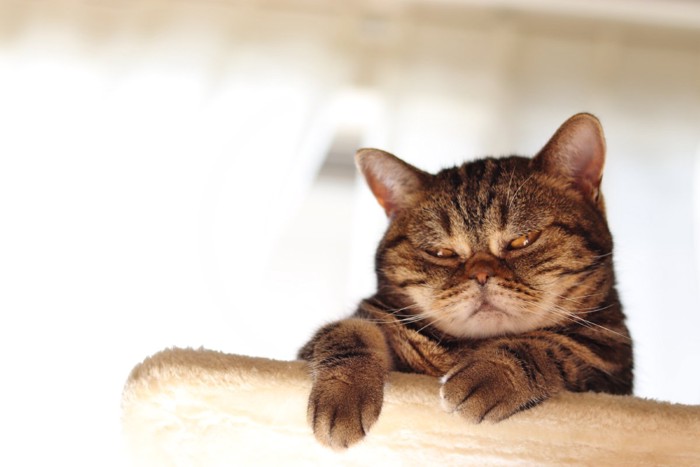 不機嫌そうな顔で見下ろす猫