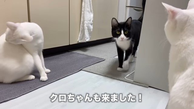 2匹の猫とこちらへ来る猫