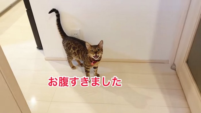 見上げて鳴く猫