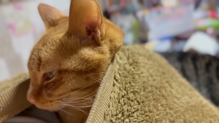 月ちゃんの横顔