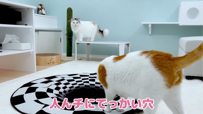 落とし穴を見る2匹の猫