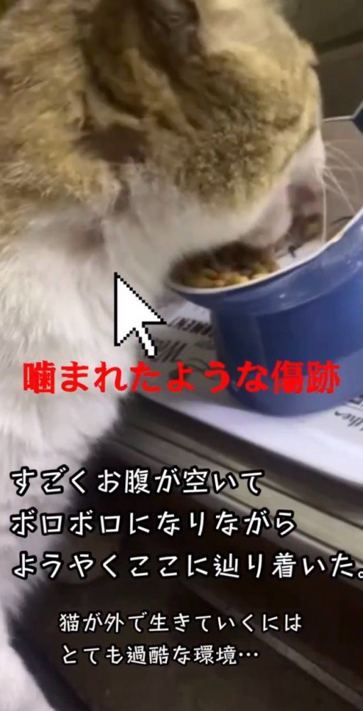 ご飯をあげた投稿者さん