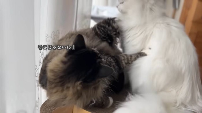 テロップ「そこじゃないわ!」