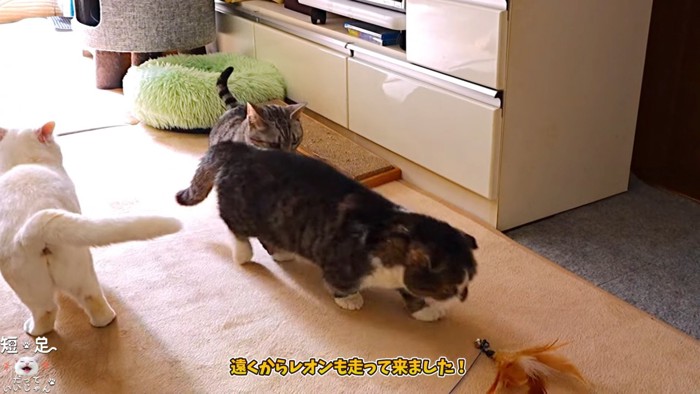 おもちゃに集まる3匹の猫