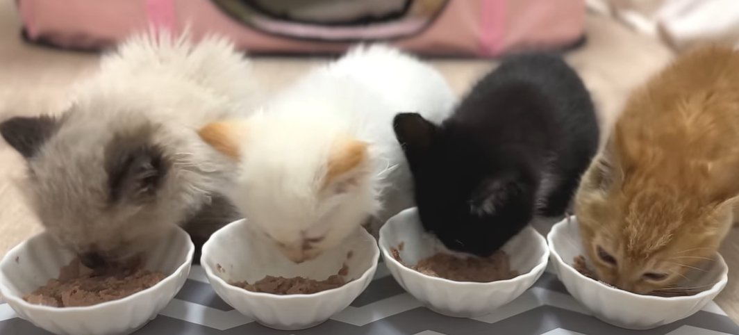 子猫4匹でご飯を食べる