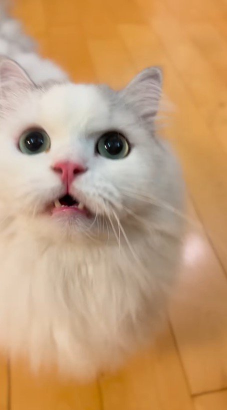 飼い主を見上げて鳴き声をあげるミヌエット