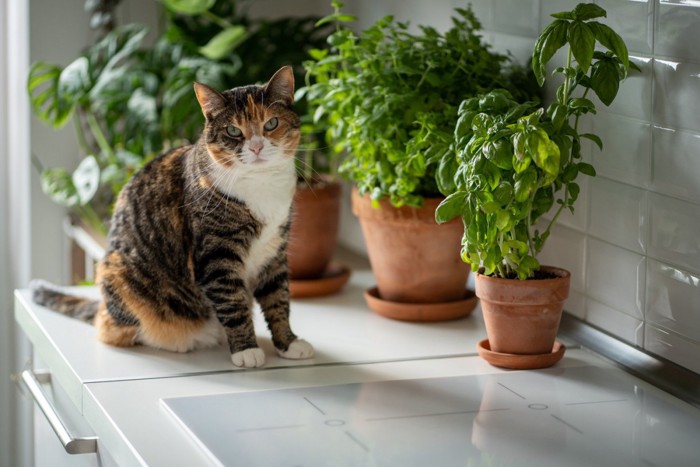 室内に置かれた観葉植物のそばに座る猫