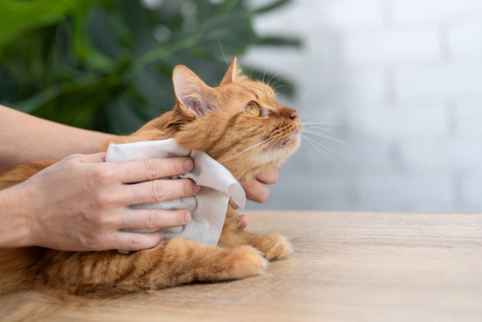 拭かれる猫