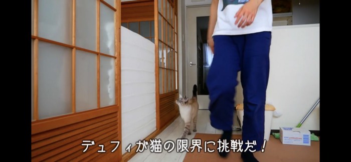 トイレットペーパーの壁を見つめる猫