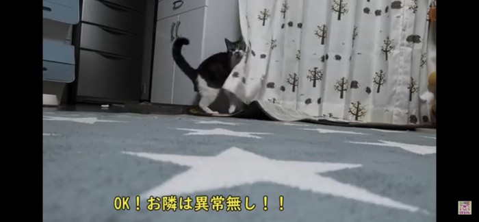 カーテン越しの猫