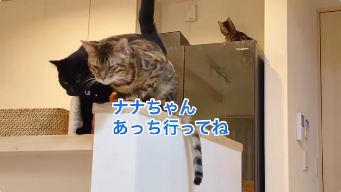 ベンガルと黒猫