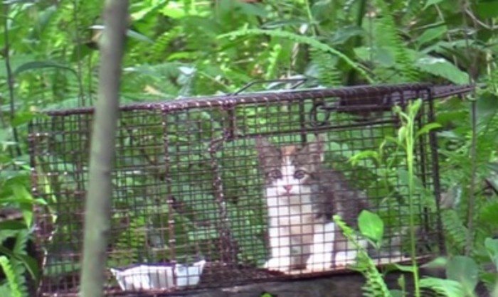 捕獲器の入り口に座る子猫