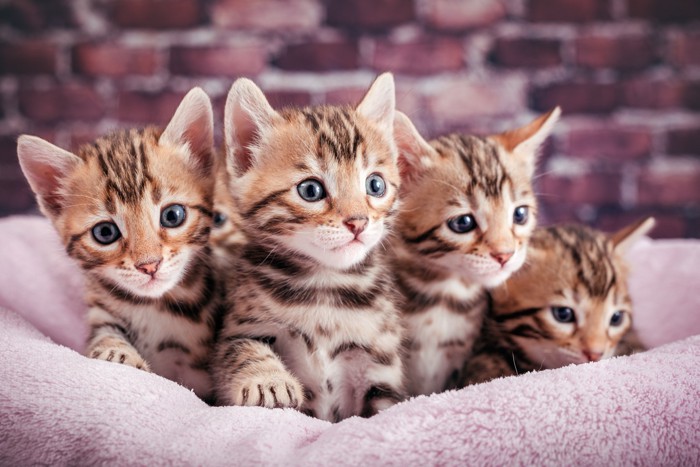 ベッドの中から何かを見つめる4匹のベンガルの子猫