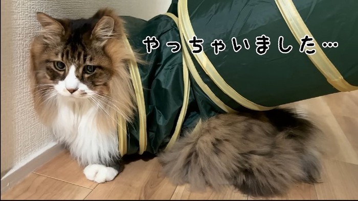 やっちゃいました…