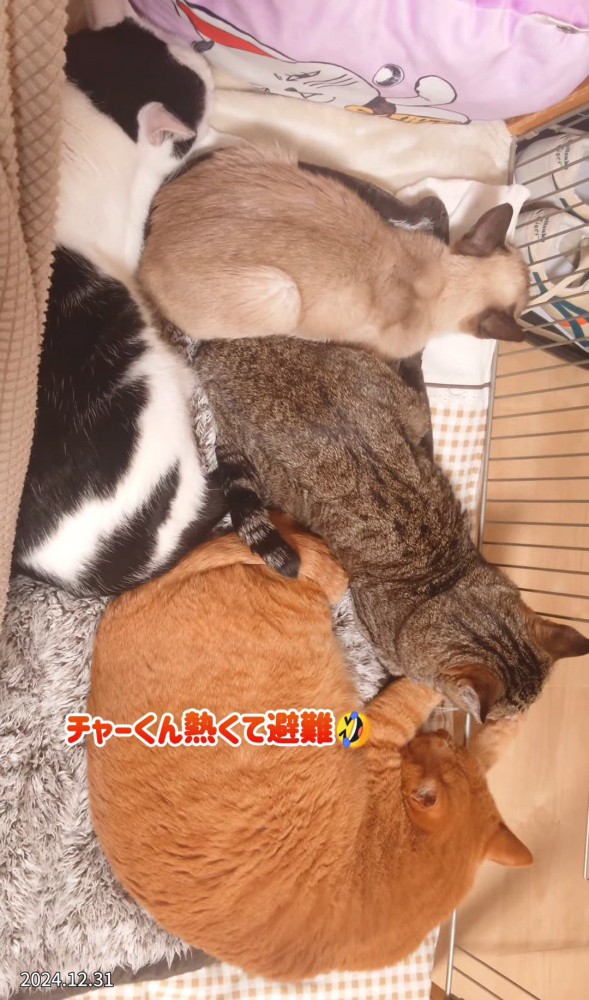 上から見た猫たち