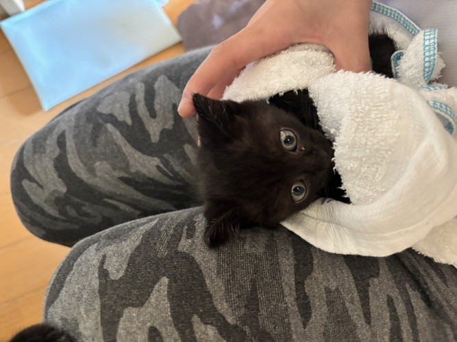 飼い主に抱き上げられる子猫