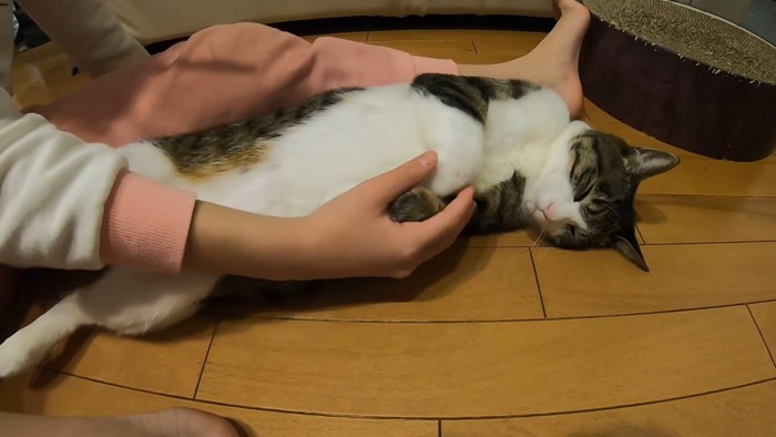 手をつかまれた猫と子供の左足