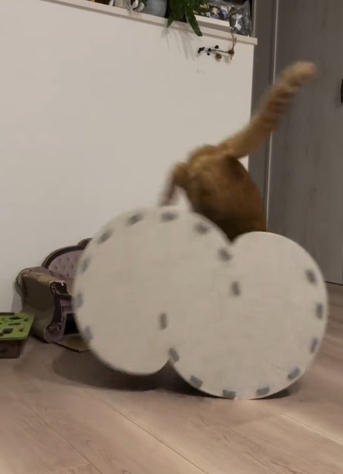 右からハウスに飛び込む猫